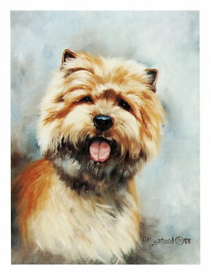 New Cairn Terrier Head Study 12 Blank Note Cards Great For Birthdays Thank You