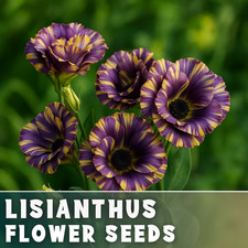 Halo Lisianthus Seeds - 100 Seeds Garden Bloom Flower Seed Non Gmo