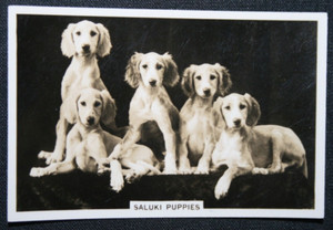 SALUKI PUPPIES Vintage 1939 Photo Card AF09MS