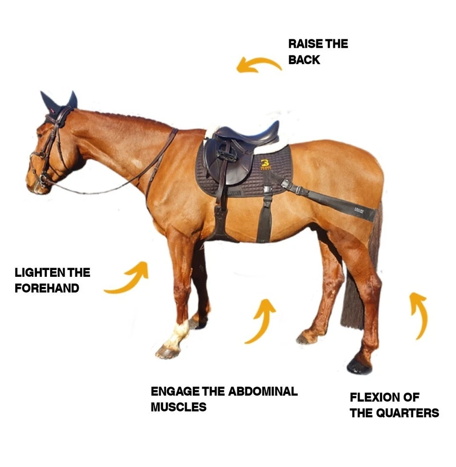 Equine Band System Dressage Core Conditioning Training Aid by Equine Balance - Image 2 of 4