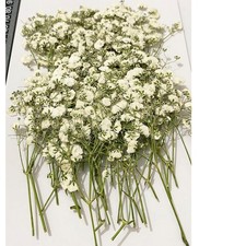 50 pcs White Baby's Breath Real Natural Dried Pressed Flowers for Resin Art C...