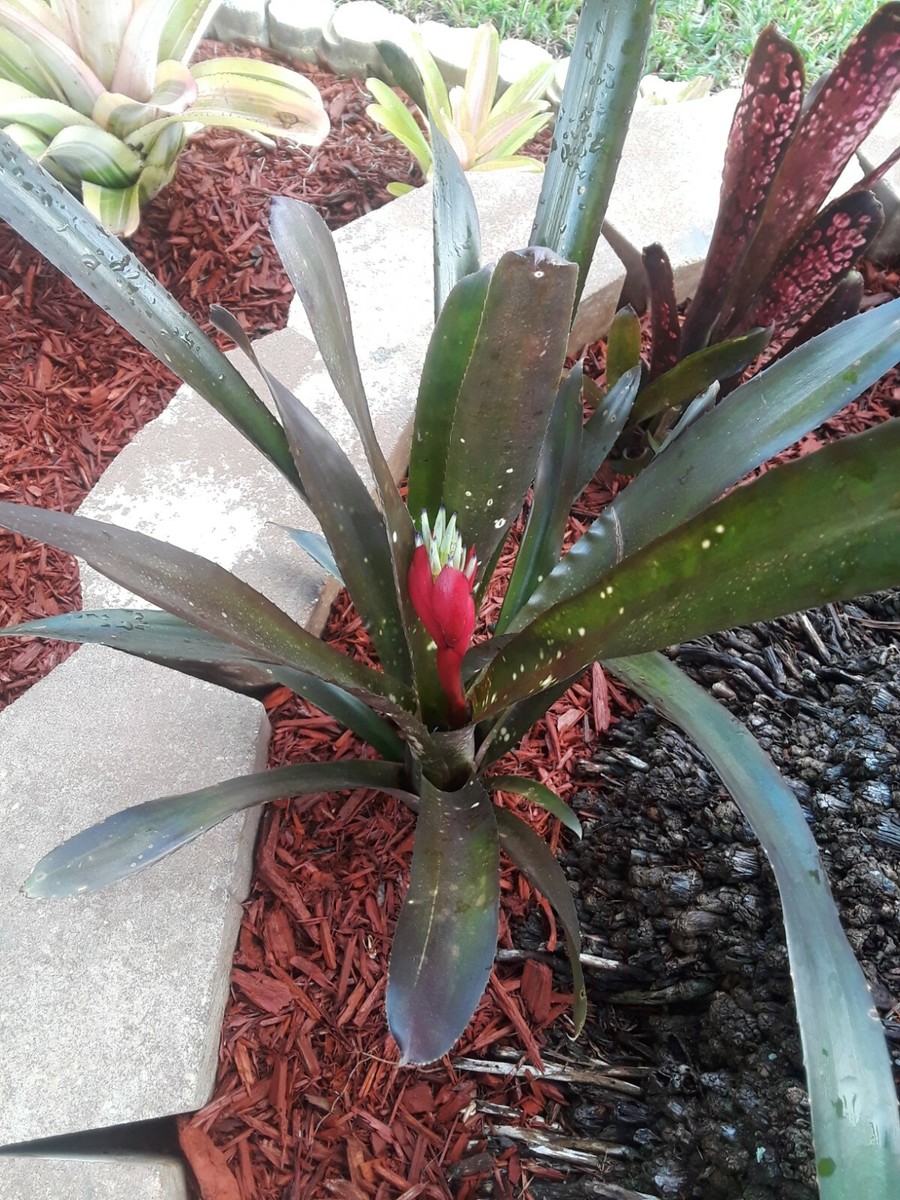 Billbergia HALLELUJAH Bromeliad one tropical plant *TALL* | eBay Billbergia HALLELUJAH Bromeliad one tropical plant *TALL* | eBay
