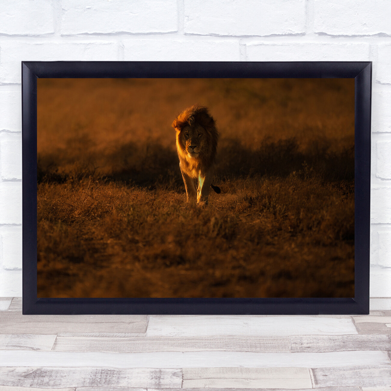 Cantered Focus Lion animal wildlife Wall Art Print