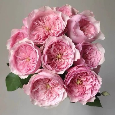 ROSE Carey 凯丽 Live Plant -Shrub Rose Pink Cream flower - 1 Gallon Plant