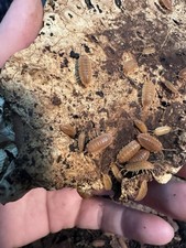 10 Count Spanish Orange Isopods Porcellio scaber 2-day UPS