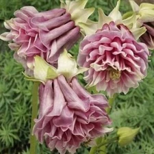 50 Double Rose Columbine Seeds Flower Perennial Flowers Seed Bloom 141 US SELLER