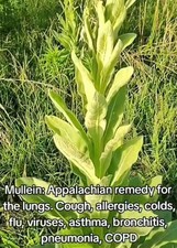 Organic Mullein Leaf, 1/2 oz