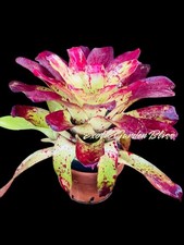 Neoregelia ‘Groundhog Day’ – Vibrant Red-Splashed Bromeliad |Big Offset t Plant