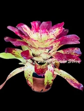 Neoregelia ‘Groundhog Day’ – Vibrant Red-Splashed Bromeliad |Big Offset t Plant
