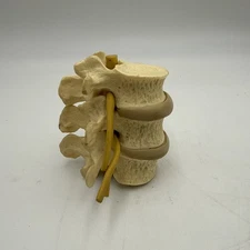 Merck Dolobid Life Size Flexible Vertebral Vertebrae Anatomical Model