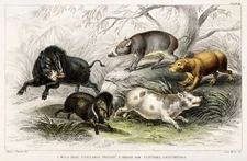 12902.Decor Poster.Home Wall art.1774 Goldsmith animal illustration.Boars