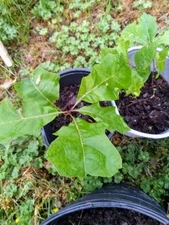 Bur Oak Tree seedling 