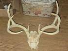 Kansas Whitetail WILD Deer Antlers Skull European Mount Cabin Mancave — photo 1
