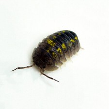 Isopod Factory 15 Armadillidium Granulatum Isopods Bioactive Clean Up Crew