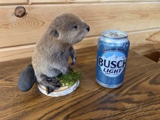 New Rare Color Phase Blonde Baby Beaver Standing On Wood Base Taxidermy.