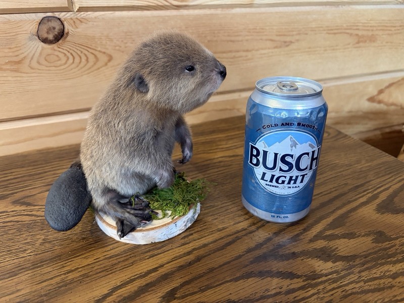 New Rare Color Phase  Blonde Baby  Beaver Standing On Wood Base Taxidermy.