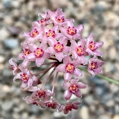 Hoya Camphorifolia Rare Tropical Wax Plant
