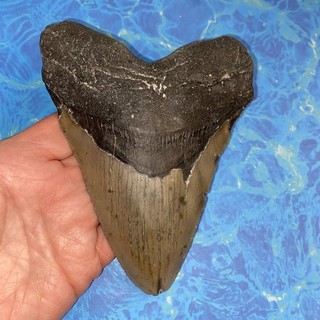 DIENTE DE TIBURÓN MEGALODON 5 83” DIENTES ENORMES MEG BUZO FÓSIL DIRECTO NC 1819