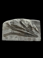 Rare! Juvenile Ichthyosaur Partial Skull Fossil Jurassic, Lyme Regis, Dorset, UK