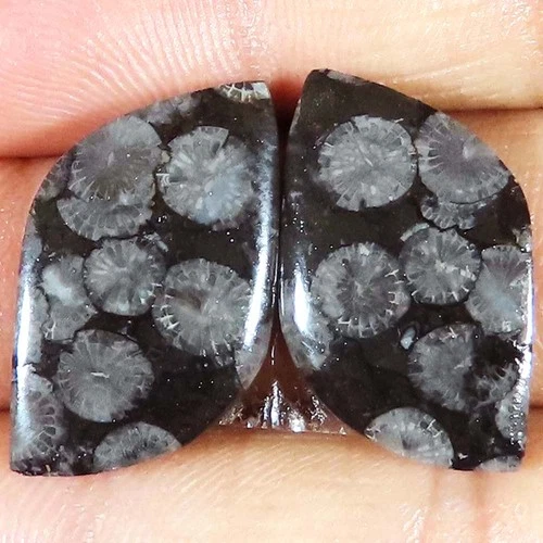 31.05 Carat. Natural Fossil Coral Pair Cabochon 15x26x4 mm Opaque Loose Gemstone