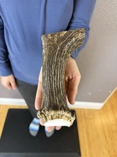 1  Whole MOOSE ANTLER BILLET  Shed FLINT KNAPPING Horn KNIFE HANDLE