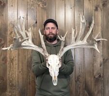 Dark Typical 243 Whitetail Real Skull 29pt Antler Horn Deer Mount Taxidermy