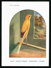 Yorkshire Canary Antique Bird Print c.1900 Our Canaries Hand Colored