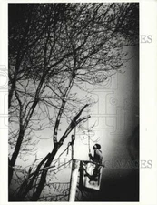 1991 Press Photo David Adair of Beaver Tree Service takes down a tree, Chicopee