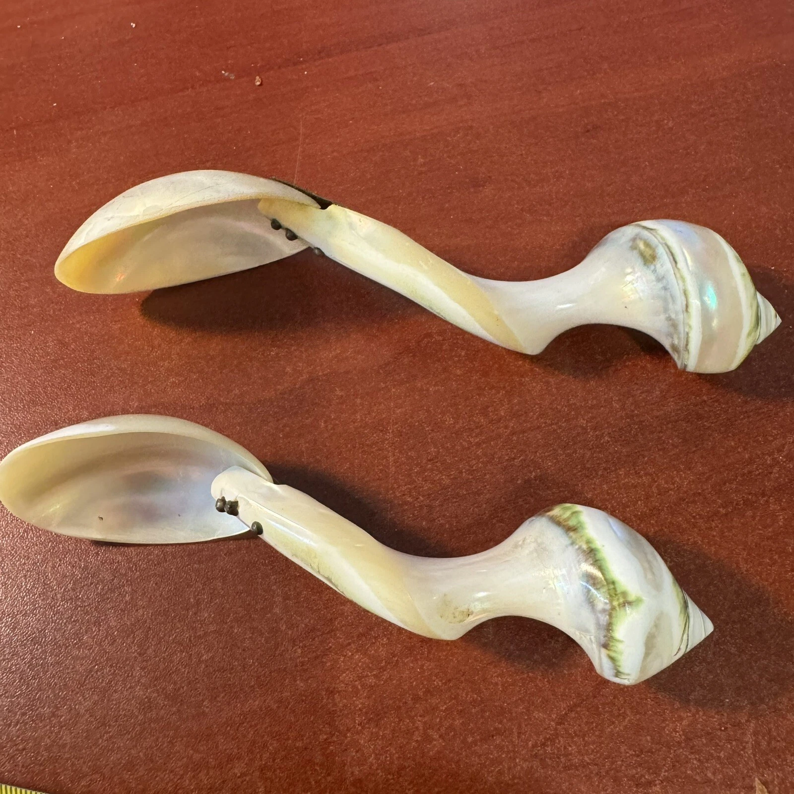Mother Pearl Seashell Cone Snail Natural Polished Shell Caviar Soup Spoons 6.5"