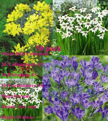 GRAD 50 Pack Bulbs Spring Summer Mixed Colour Flowers Perennial Gardens Plant