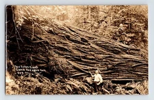 Postcard RPPC California Redwood Highway Fallen Giant Man Woman 1930s Patterson