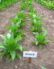 1000 Japan 8 Tobacco Seeds ~ Sweet Dark Nicotiana Tabacum ~ Compact Tobacco