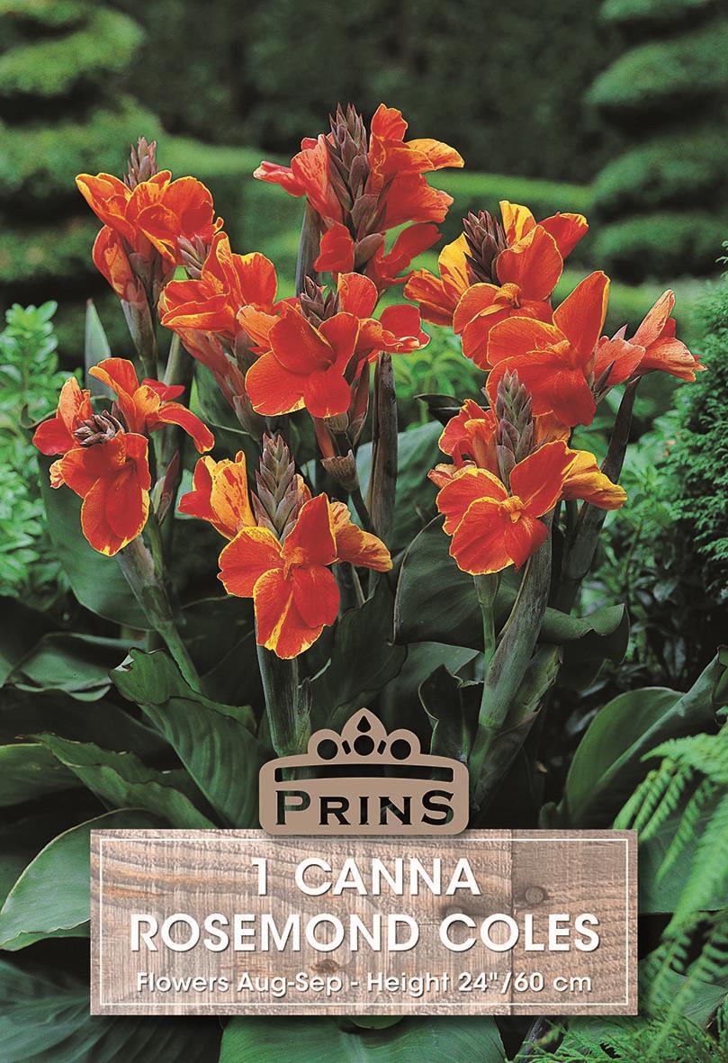 Canna Lily 'Rosemond Cole' WPC Prins Sommer Glühbirne/Knollenpackung x1