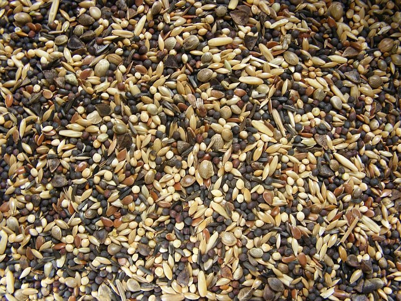 MATADOR Waldvogelfutter 25 kg Vogelfutter Wildvogel Streufutter Winterfutter mit Rübsen