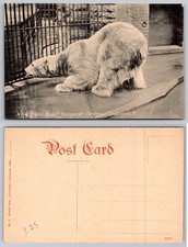 Cincinnati Ohio Zoological Gardens Polar Bear Postcard