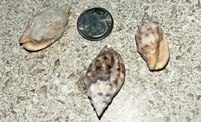 H578~ Private Collection- 3 Snail Shells Voluta Cumingi - Volute Seashell 1960's