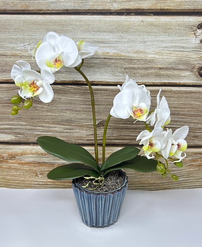 Pianta di fiori in seta 16" due BIANCHI Phalaenopsis ORCHID, 4" vaso con piedi in ceramica blu - Foto 6 di 8