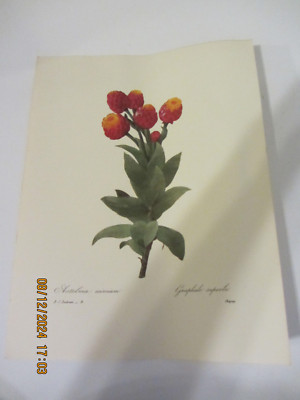 P. J. Redoute Print graphale superbe Botanical Flowers Art Book Plate 8