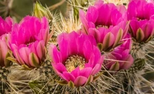 Hedgehog cactus seeds (Echinocereus engelmannii) -50 seeds-