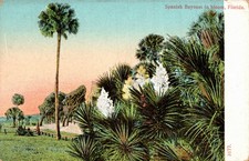 POSTCARD APANISH BAYONET IN FLOOM FLORIDA