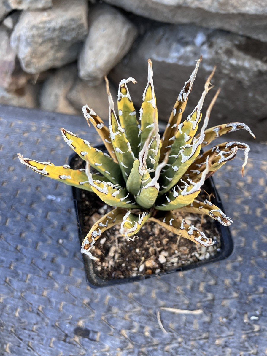 アガベ エボリピスナ アガベ エボリピスナ Agave utahensis Var. Eborispina Variagated | eBay