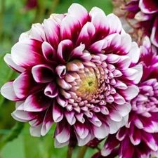 1 - Dinner Plate Dahlia MYSTERY DAY Flower Bulb Tuber Clump  *  8 - 10"  BLOOMS