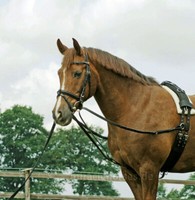 Busse DreieckszüGel Basic LaufferzüGel Wiener ZüGel HilfszüGel Gr. Wb Schwarz