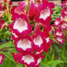 Penstemon Pensham Amelia Jayne 1, 2 & 7 Litre Potted Plant by Thompson & Morgan