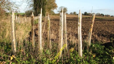 Foto 6x4 Eine neue Hecke Rockland St Mary Die Setzlinge sind noch geschützt w c2015