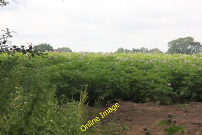 Foto 12x8 Blühendes Kartoffelfeld Chelford viel wertvolle Cheshire-Kartoffeln um 2012
