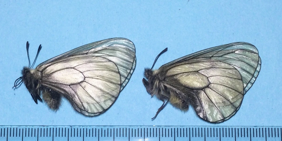 Parnassius Butterfly for sale | eBay