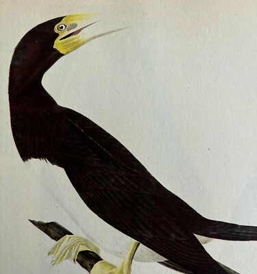 White Bellied Booby Bird 1946 Color Art Print John James Audubon Nature DWV2K