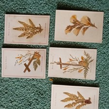 Vintage Cards Pressed Flowers From The Holy Land