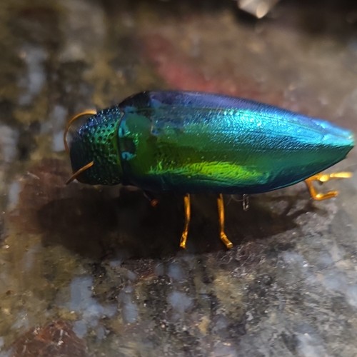 metallic green and gold scarab beetle broach pin 